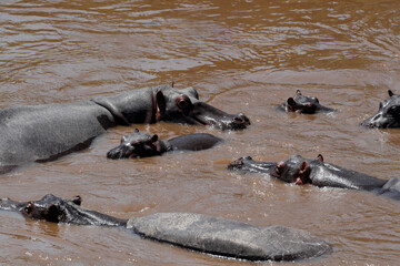 Fototapeta premium Hippopotamus (Hippopotamus amphibius) in Mara river. Masai Mara National Park. Kenya. 04.10.2010