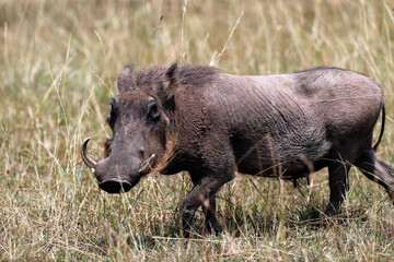 Warthog ( Phacochoerus ).  Masai Mara National Park. Kenya.  04.10.2010