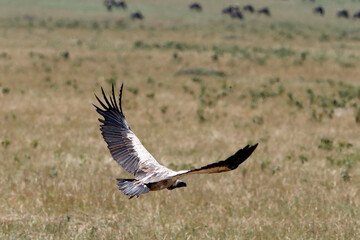 Vulture in flight. Masai Mara National Park. Kenya.  04.10.2010