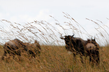 A big african Buffalo ( Syncerus caffer ) in high grass on the savanna.  Masai Mara National Park....