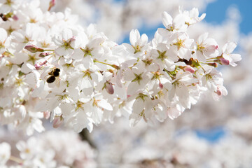 Full, lovely white and pink sakura blossoms against the blue sky. A bee is sitting on a branch. Background.
