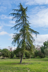 solitary fir in a park in Madrid. Spain