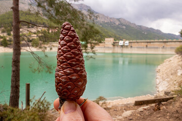 Detail of a pine cone, held with one hand, in a natural setting, on a cloudy day.