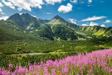 Alpine peaks on a sunny day with blue sky and pink flowers
