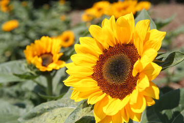 Obraz premium Field with sunflowers. Dalat. Vietnam. 11.08.2017