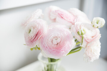 the Bouquet of pale pink Persian buttercups isolated on pale gray.