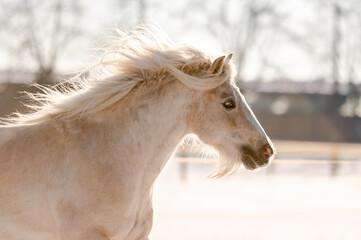 Amazing stunning palomino stallion mare of welsh cob pony on snow.