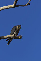 Fierce peregrine Falcon screams while perched in bare tree  at Sacramento National Wildlife Refuge...