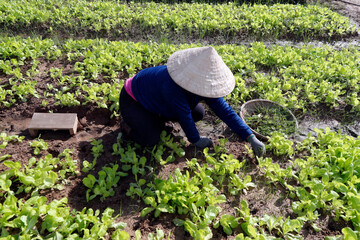 Vietnamese woman working in a lettuce field.  Kon Tum. Vietnam. 11.08.2017