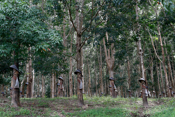 Fototapeta premium Rubber tree plantation, Kon Tum. Vietnam. 11.08.2017