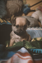 cachorro chihuahua sentado con lazo