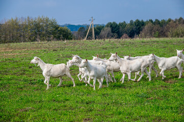 Fototapeta na wymiar White goats in a meadow of a goat farm