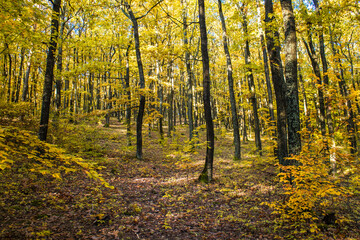 European forest during autumn with yellow leaves with sun and shadows