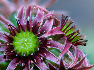Sempervivum
