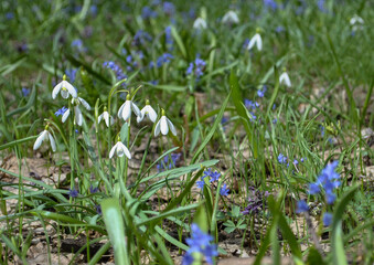 spring flowers in the grass