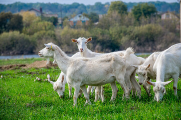 Fototapeta premium White goats in a meadow of a goat farm