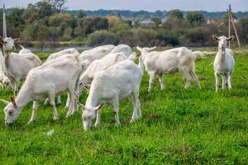 Obraz premium White goats in a meadow of a goat farm