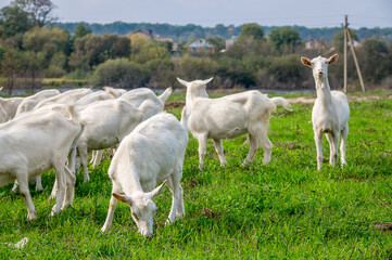 Obraz premium White goats in a meadow of a goat farm