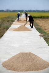 Argiculture. Rice harvest.  Farmers drying rice on road.  Hoi An. Vietnam.  11.08.2017