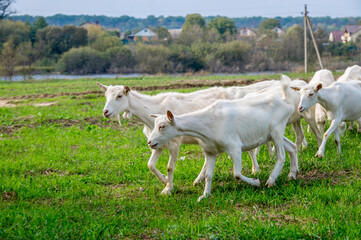 Obraz premium White goats in a meadow of a goat farm