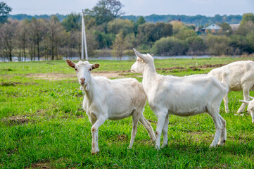 Obraz premium White goats in a meadow of a goat farm