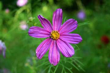 Fototapeta premium Feathery cosmos delicate summer flower