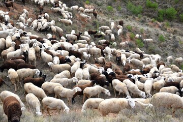 Fototapeta premium Flock of white and brown sheep grazing. Mountain area in Calahorra, La Rioja.