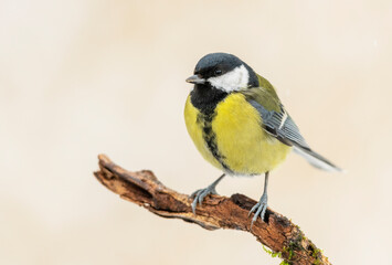 Great tit close up ( Paerus major )