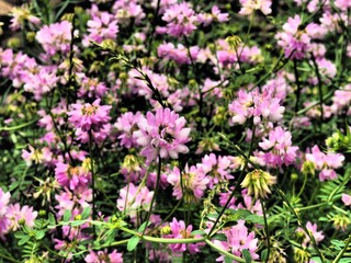 Fototapeta na wymiar small purple flowers with green leaves background dramatic tone colours