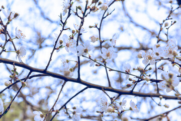 Obraz premium pesco in fiore