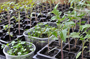 close-up of  seedlings of the  various vegetables in the greenhouse