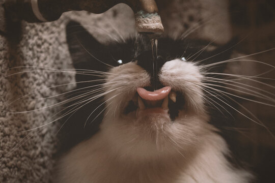 gato blanco y negro bebiendo agua de una fuente con la lengua fuera