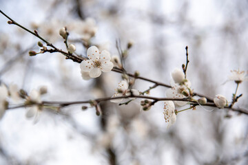 pesco in fiore