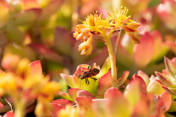 insetto su fiori