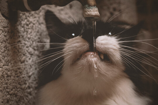 gato blanco y negro bebiendo agua de una fuente