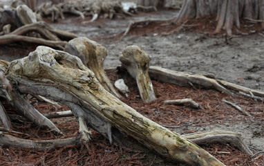 Twisted cypress tree roots on a coastal cliff