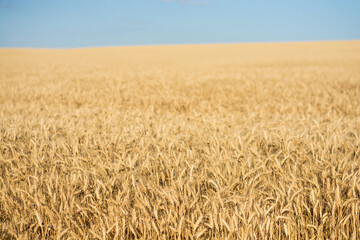 golden wheat field in summer