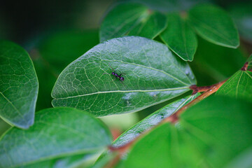 Picture of nature. Manaus Amazonas Brazil