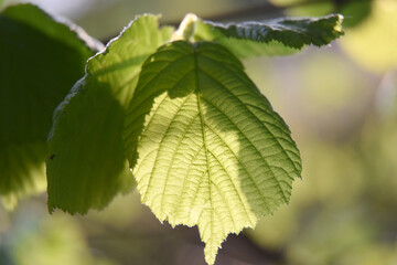 young hazel leaves spring summer day