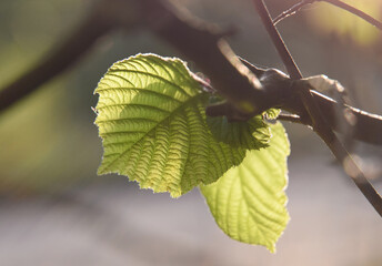 young hazel leaves spring summer day