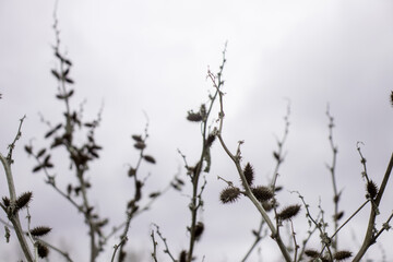 Fototapeta na wymiar Dry thorns in the field