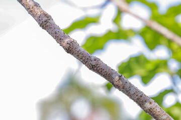Picture of nature. Manaus Amazonas Brazil