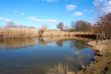 quiet river landscape with trees under a blue sky