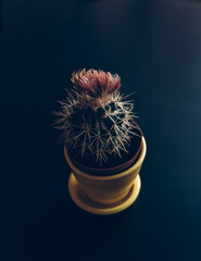 small cactus on a black background, top view. blooming cactus