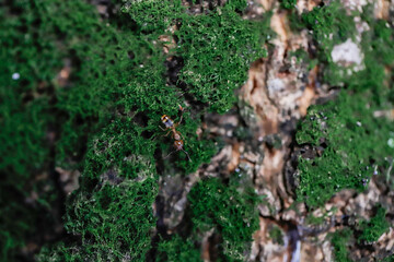 Picture of nature. Manaus Amazonas Brazil