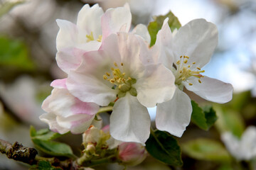 Naklejka na ściany i meble Apple tree spring flowers