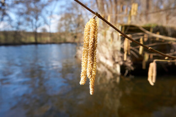 close up of a hanging hazelnut blossom