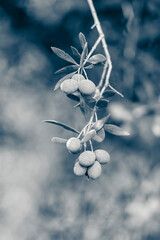 Green olive panicles in the branch