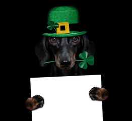 St. Patricks Day Hund