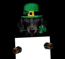 Peel and stick wall murals Crazy dog st patricks  day dog